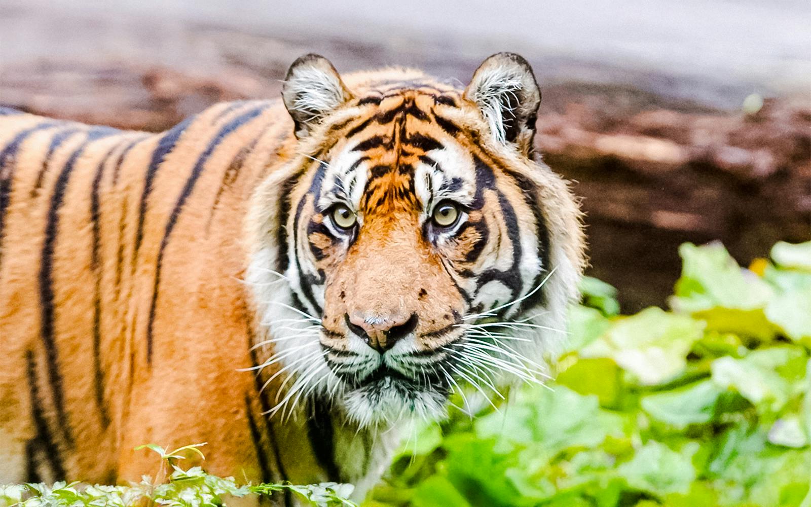 Zoo Nights at London Zoo