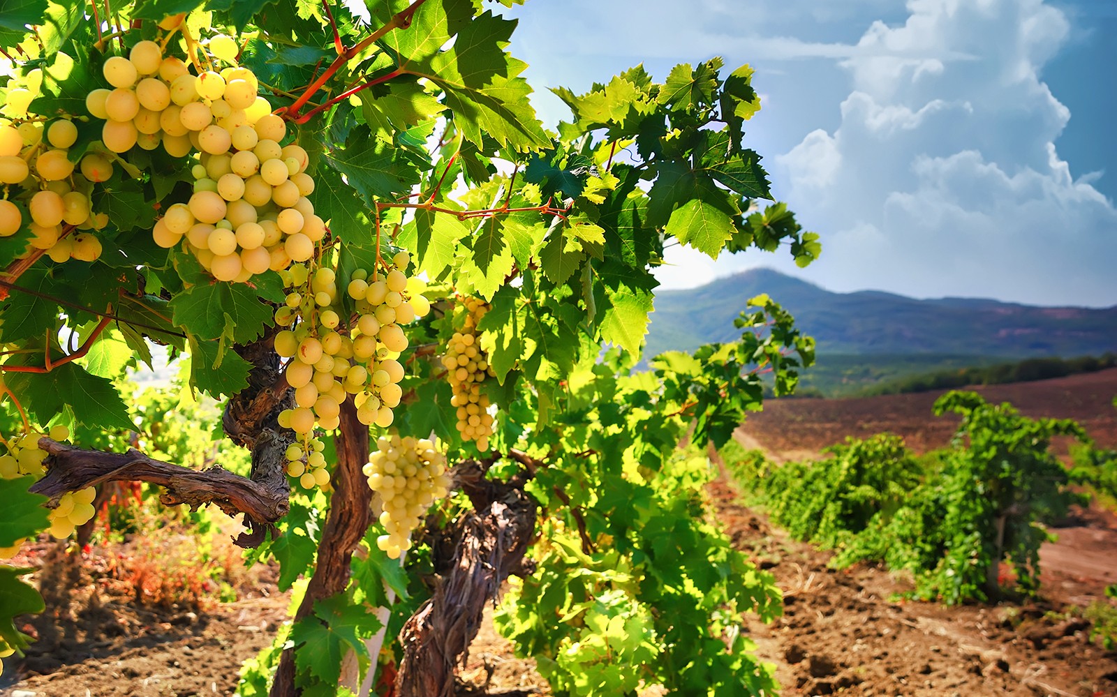Day Trip to Champagne Region from Paris including Moët Chandon, Hautvillers and a Family Winery — gallery 1