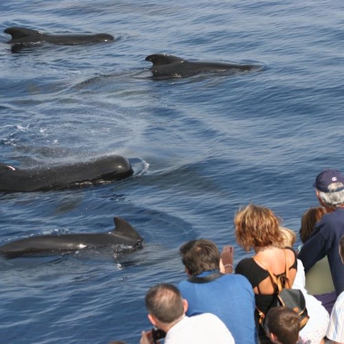 Aquarium of Genoa & Whale Watching Cruise