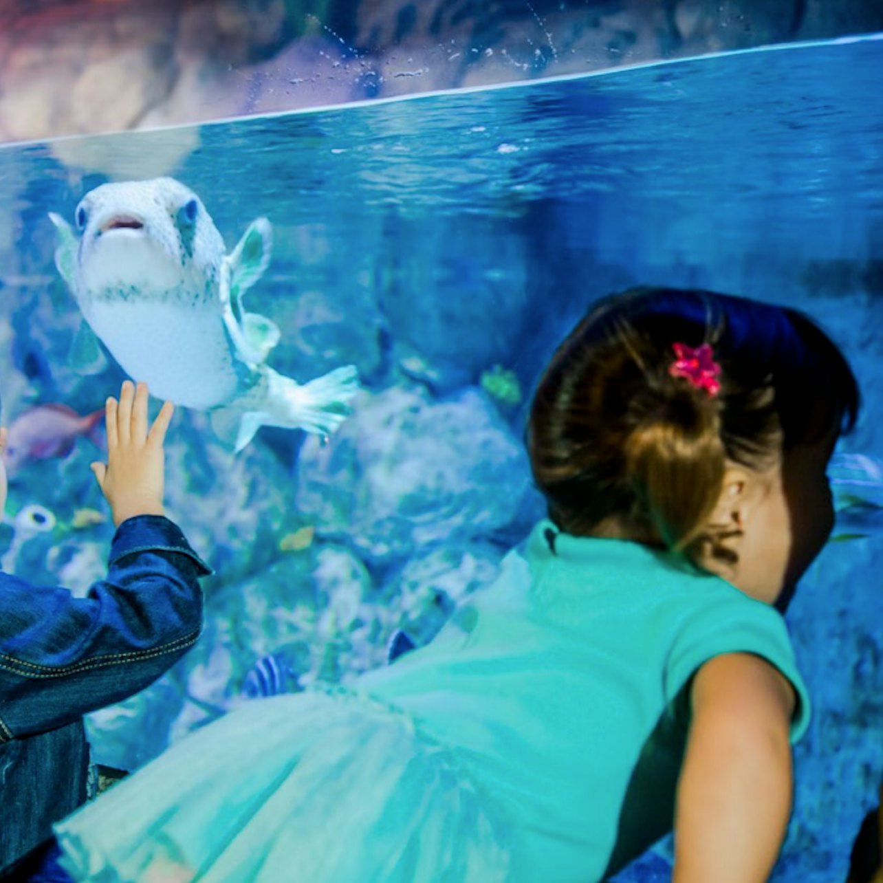 SEA LIFE Aquarium at American Dream: General Admission visitor view at Sea Life Aquarium - New Jersey