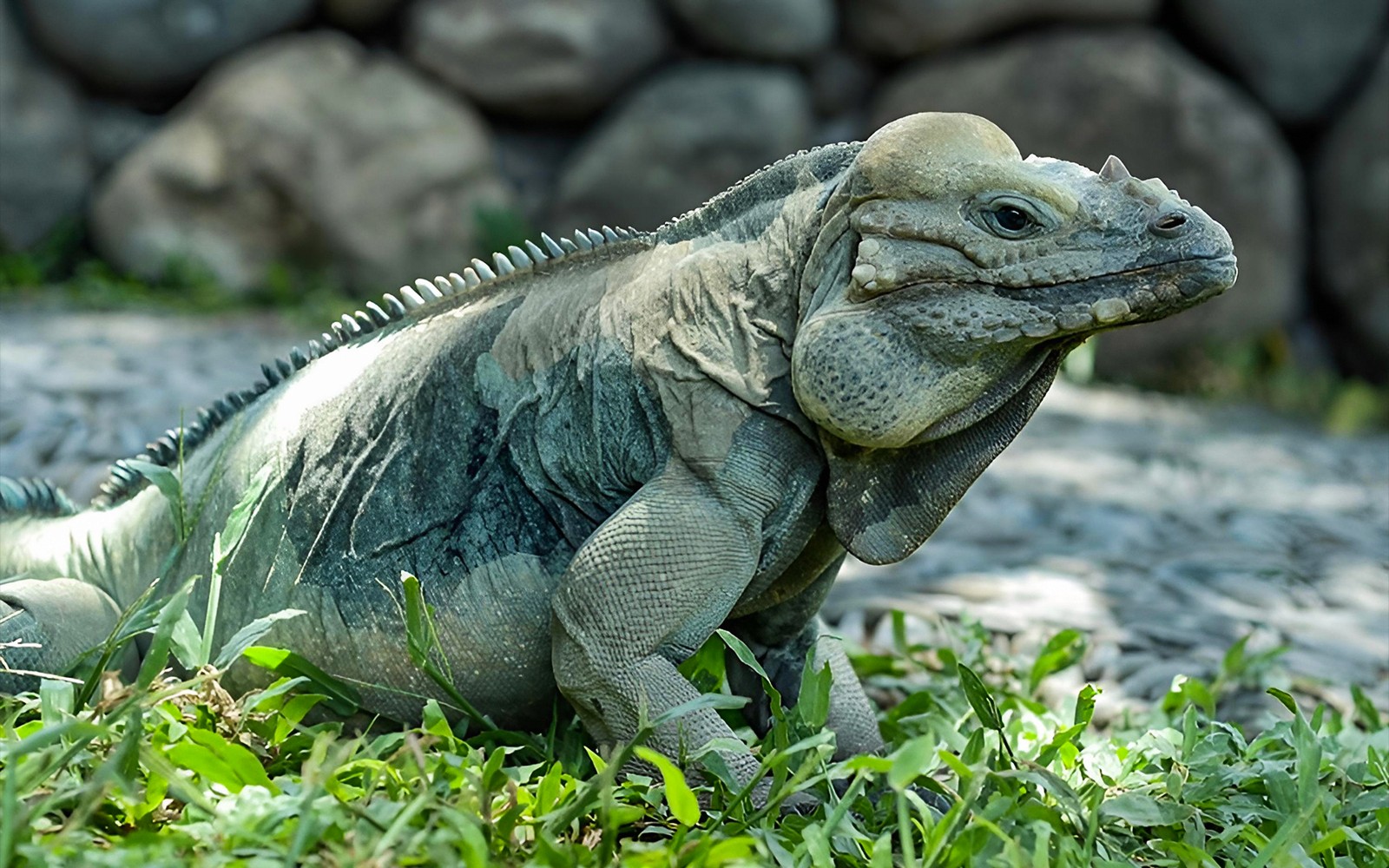 Bali Reptile Park Tickets