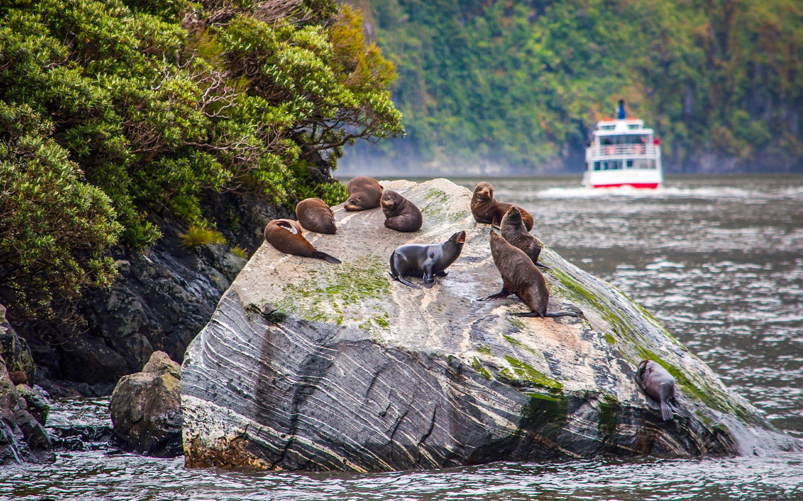 Premium Milford Sound Cruise with Gourmet Canapes & Sparkling Wine — gallery 4