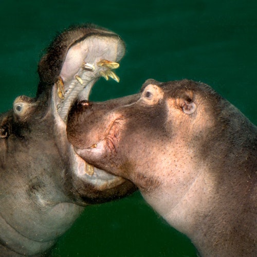 Cologne Zoo & Aquarium: Entry Ticket — gallery 2