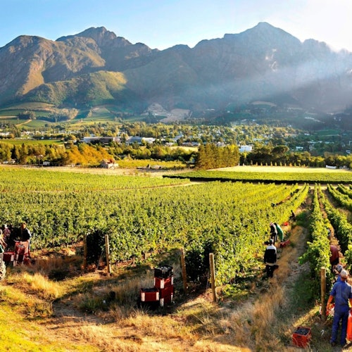 Franschhoek: Hop-on Hop-off Wine Tram Tour from Cape Town — gallery 2