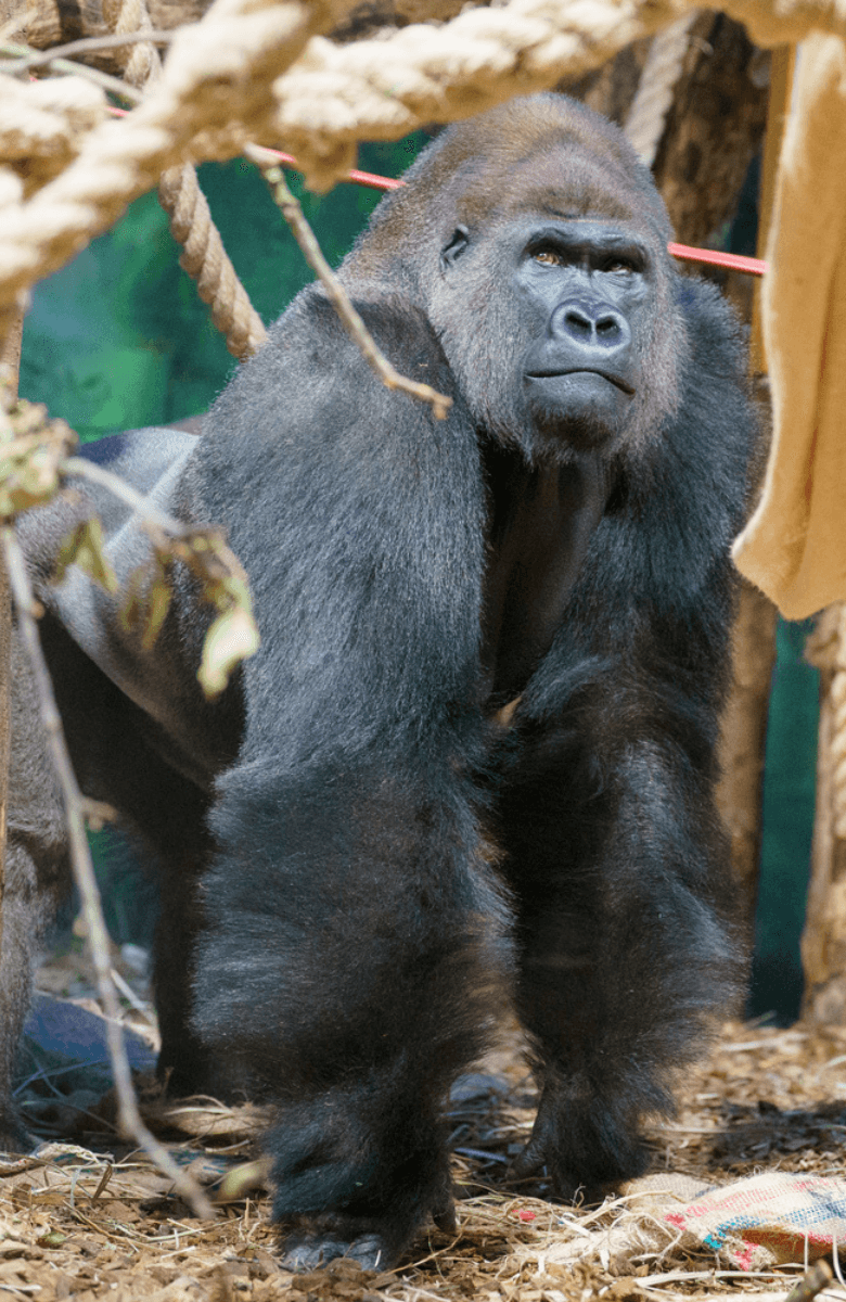 London Zoo Entrance Tickets — portrait