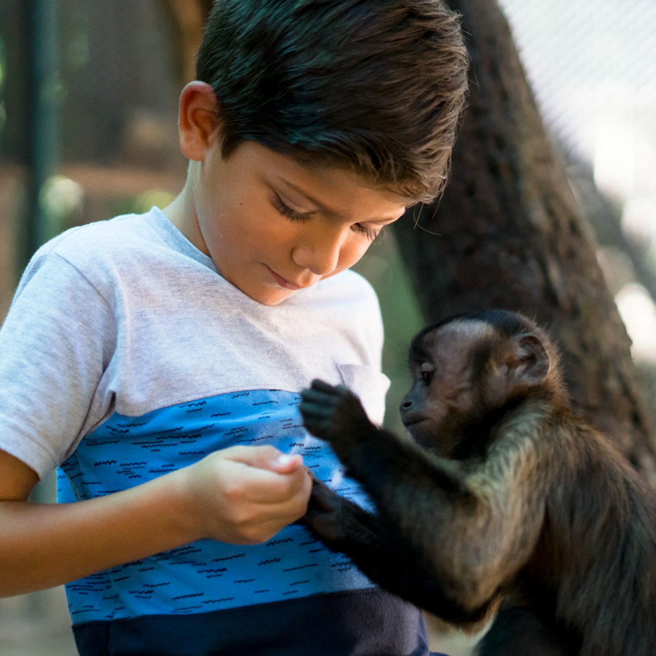 Akumal Monkey Sanctuary & Rescued Animals: Guided Tour