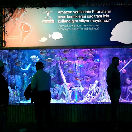 Viaport Theme Park with Aquarium and Lion Park: Entry Ticket — gallery 2