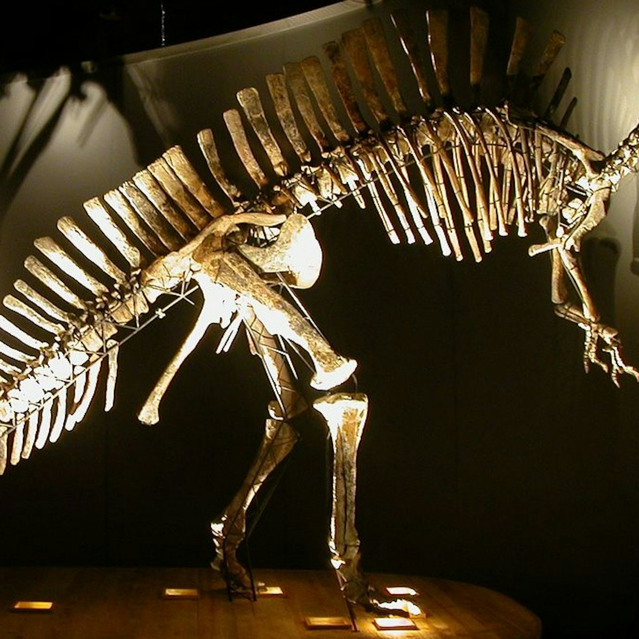 Natural History Museum (Museo di Storia Naturale): Entry ticket — gallery 1
