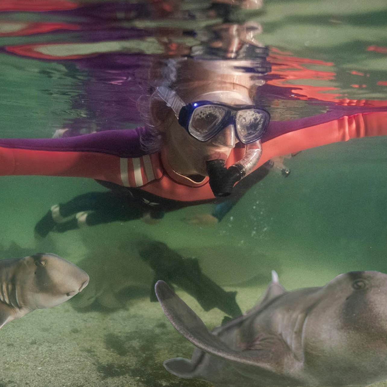 Irukandji Shark & Ray Encounters
