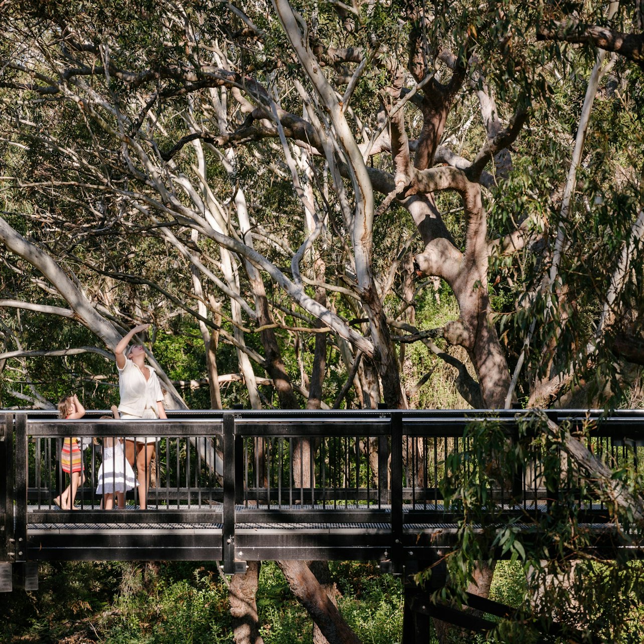 Port Stephens Koala Sanctuary