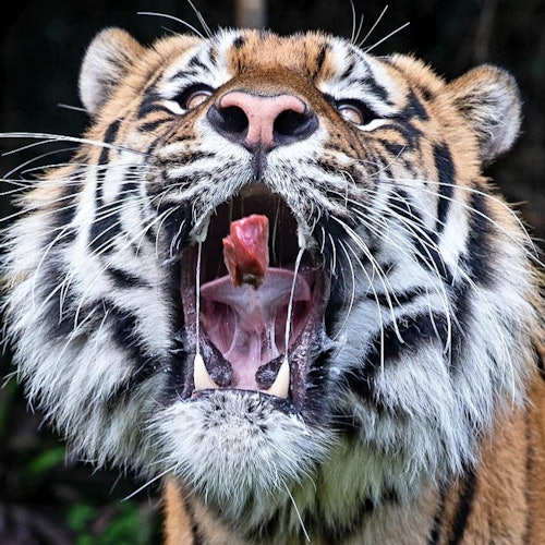 Ballarat Wildlife Park: Entry Ticket — gallery 1