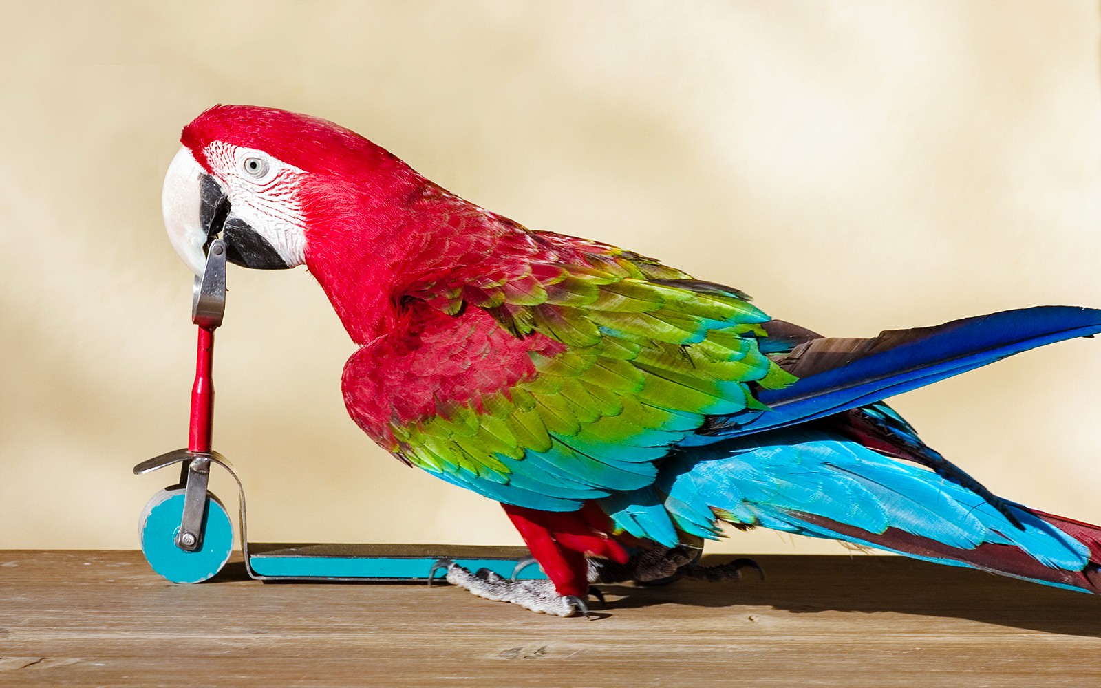 Dubai Dolphinarium: Creek Park Exotic Bird Show Tickets — gallery 3