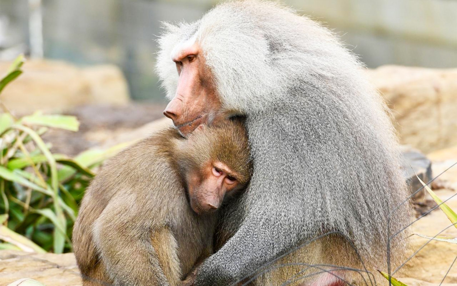 Sydney Zoo Tickets — gallery 3