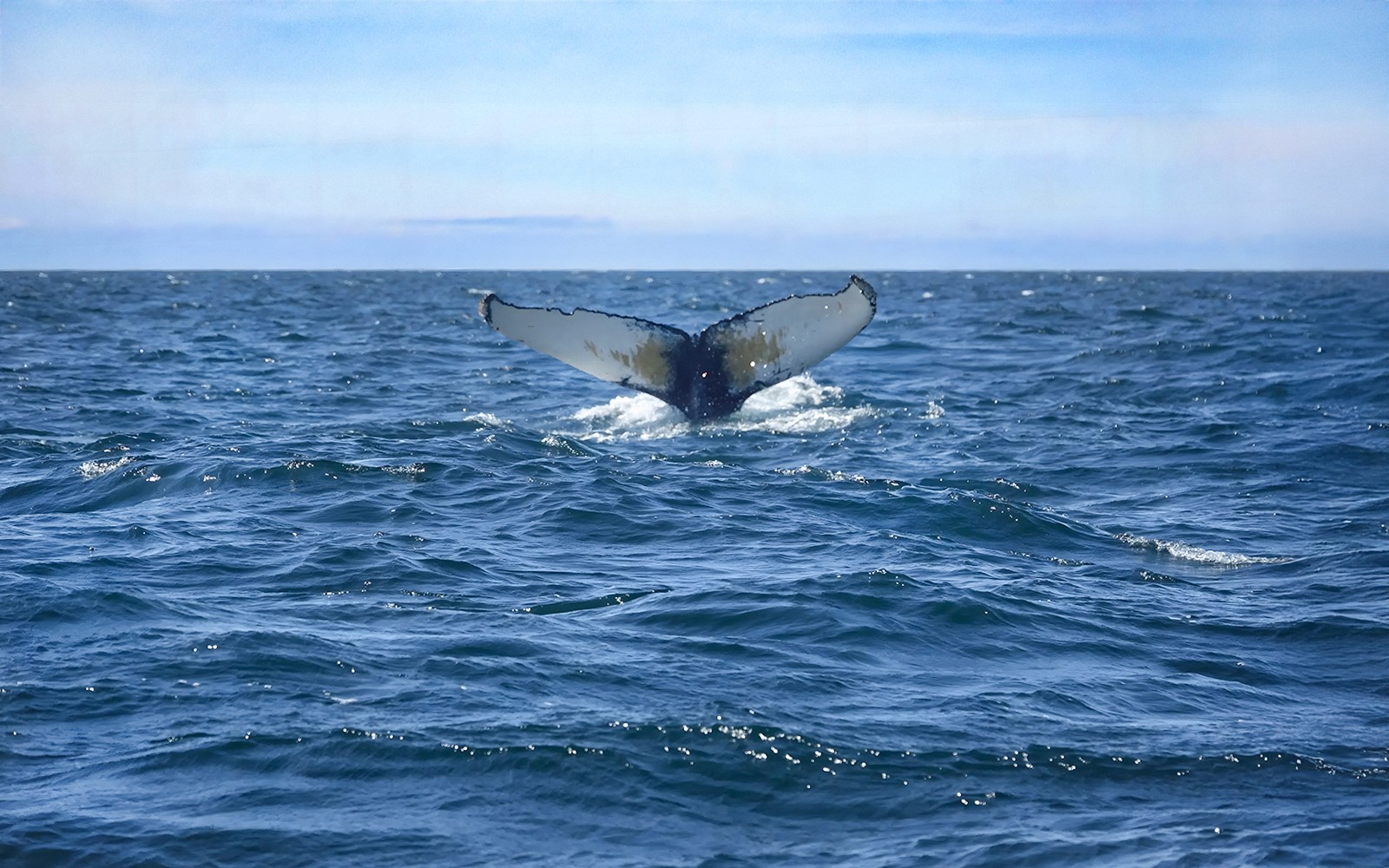 Reykjavik: Whale Watching Boat Tour — gallery 5
