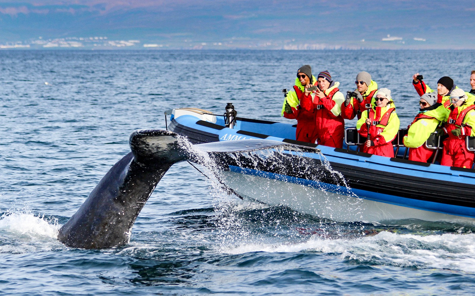 Husavik: Whale Watching and Puffin Tour on RIB speedboat — gallery 1