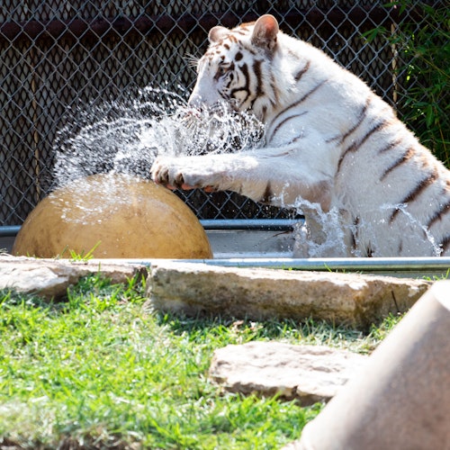 Austin Zoo: Skip The Line Ticket — gallery 1