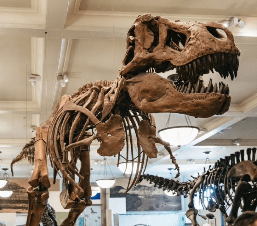 American Museum of Natural History (AMNH): Entry Ticket