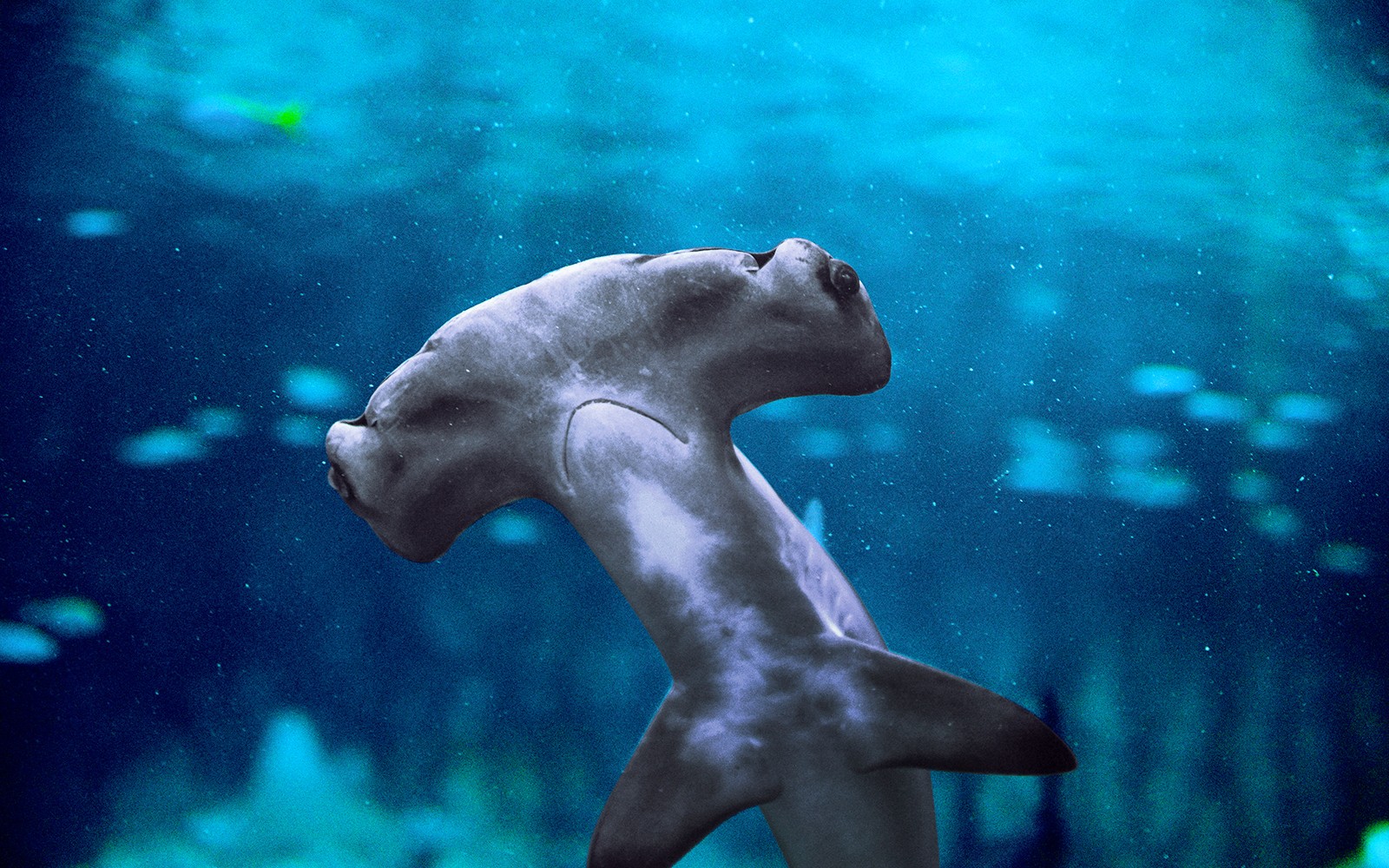 National Aquarium Abu Dhabi Tickets