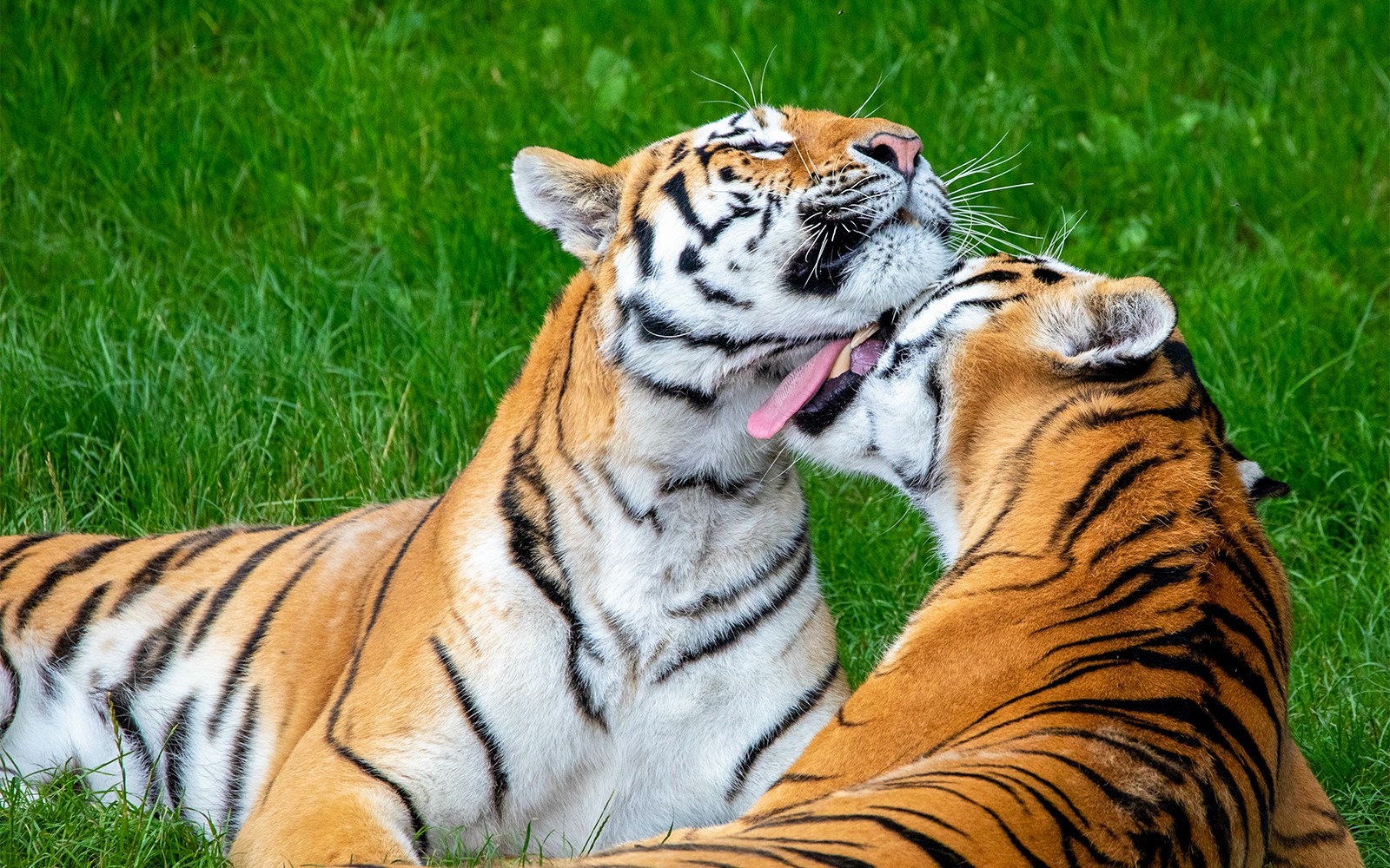 Whipsnade Zoo Entrance Tickets — main image