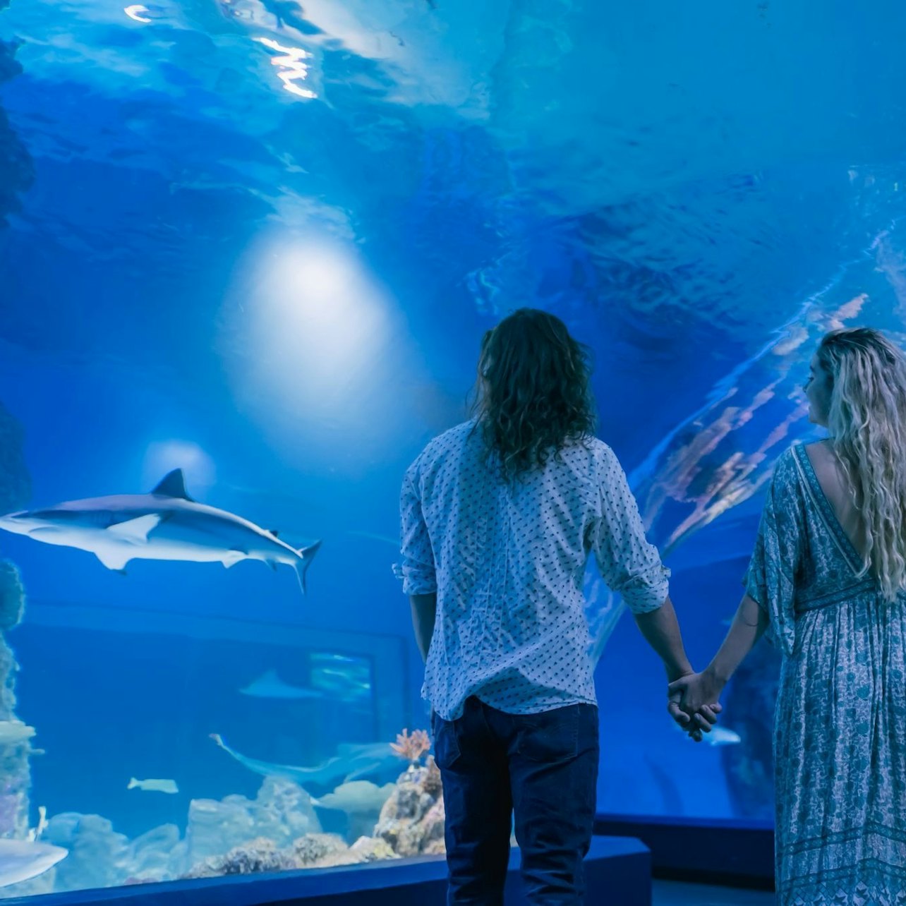 Cairns Aquarium: Night Entry + 2-Course Dinner — gallery 4