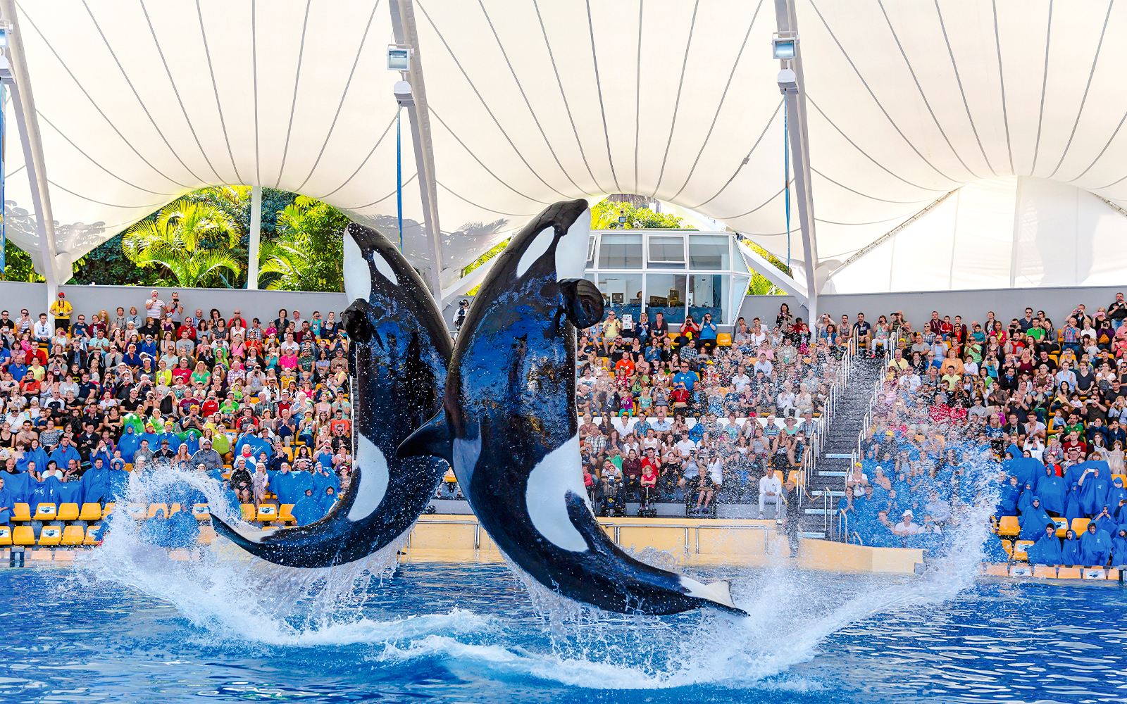 Loro Parque: Bilet de intrare — gallery 5