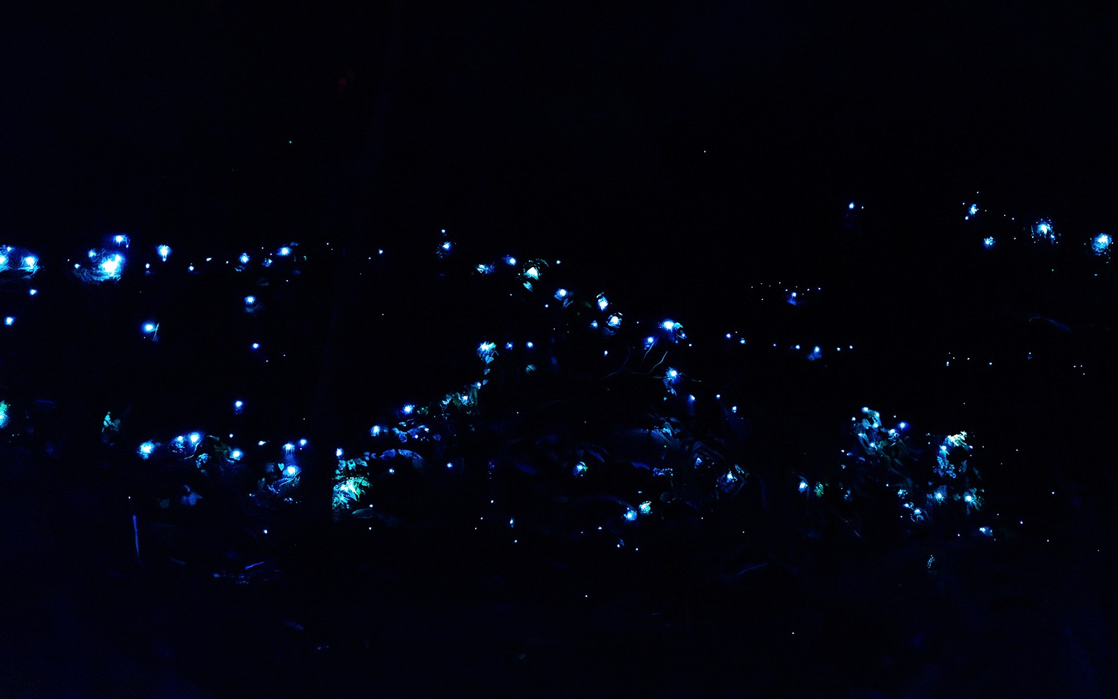 Gold Coast: Mt Tamborine Rainforest Night Walk with Glow Worms & Waterfall — gallery 3