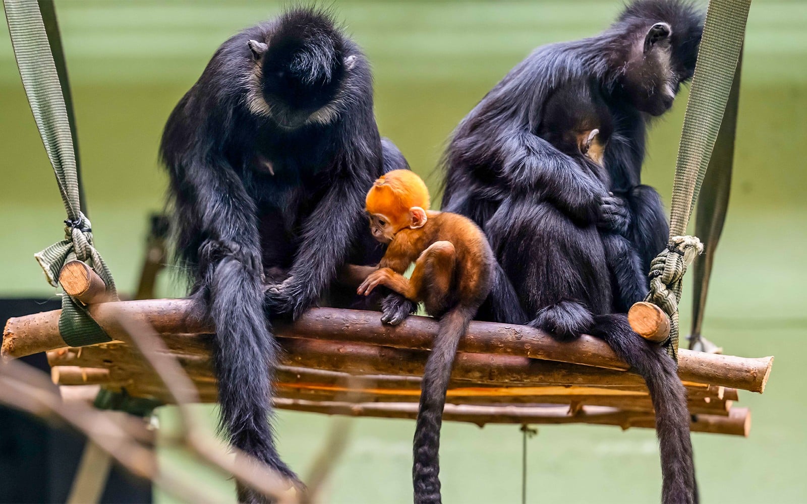 Whipsnade Zoo Entrance Tickets — mobile