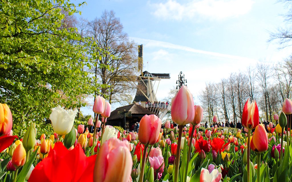 From Amsterdam: Keukenhof & Tulip Farm Full-Day Trip with Windmill Cruise