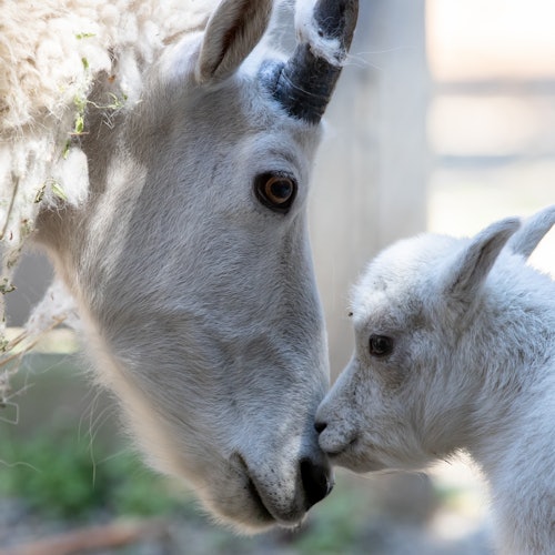 Woodland Park Zoo: Skip The Line Ticket — gallery 4