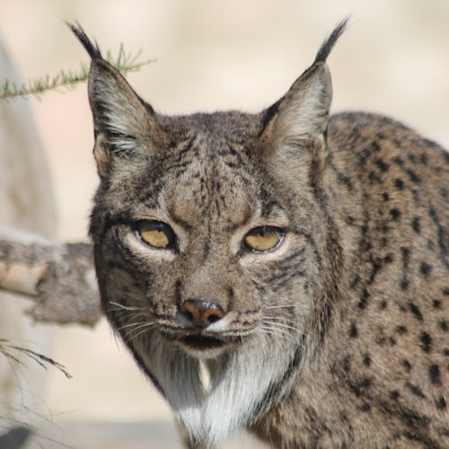 Terra Natura Murcia: Entry Ticket — gallery 4