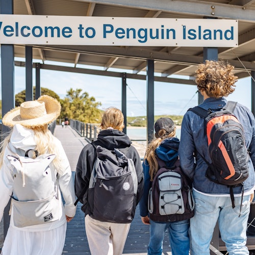 Shoalwater: Dolphin, Sea Lion & Penguin Island Cruise