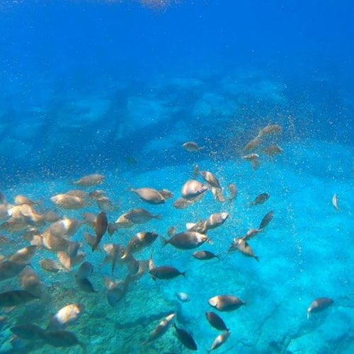 Navarone Bay: Hippo Submarine Ride with Swim — gallery 1