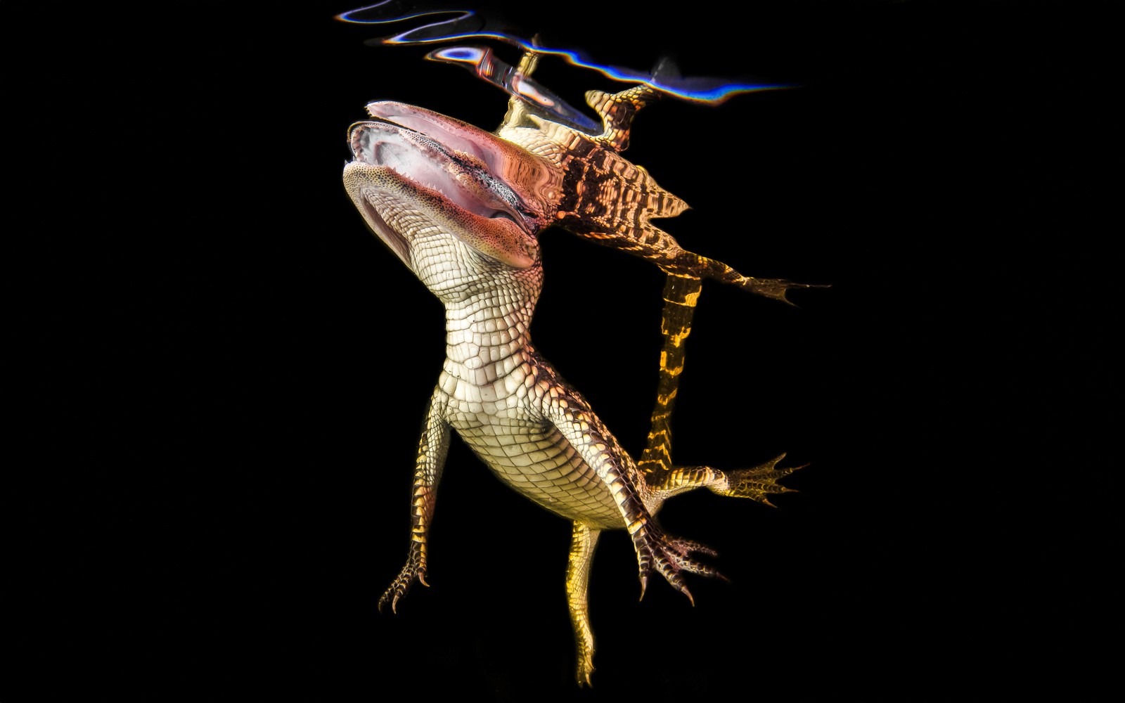 Miami: Sawgrass Recreation Park Airboat Tour at Night — gallery 5