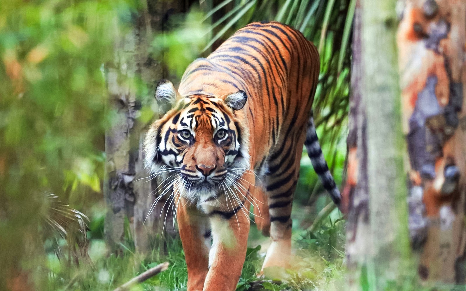 Edinburgh Zoo Entrance Tickets — main image