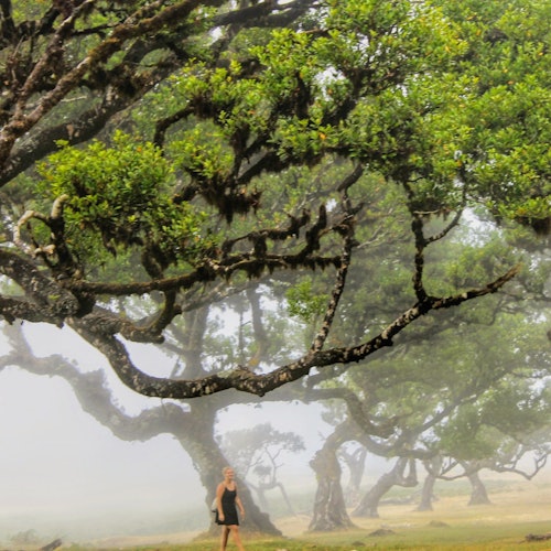 Madiera: Volcanic Pools & Forest 4X4 Jeep Tour — gallery 4