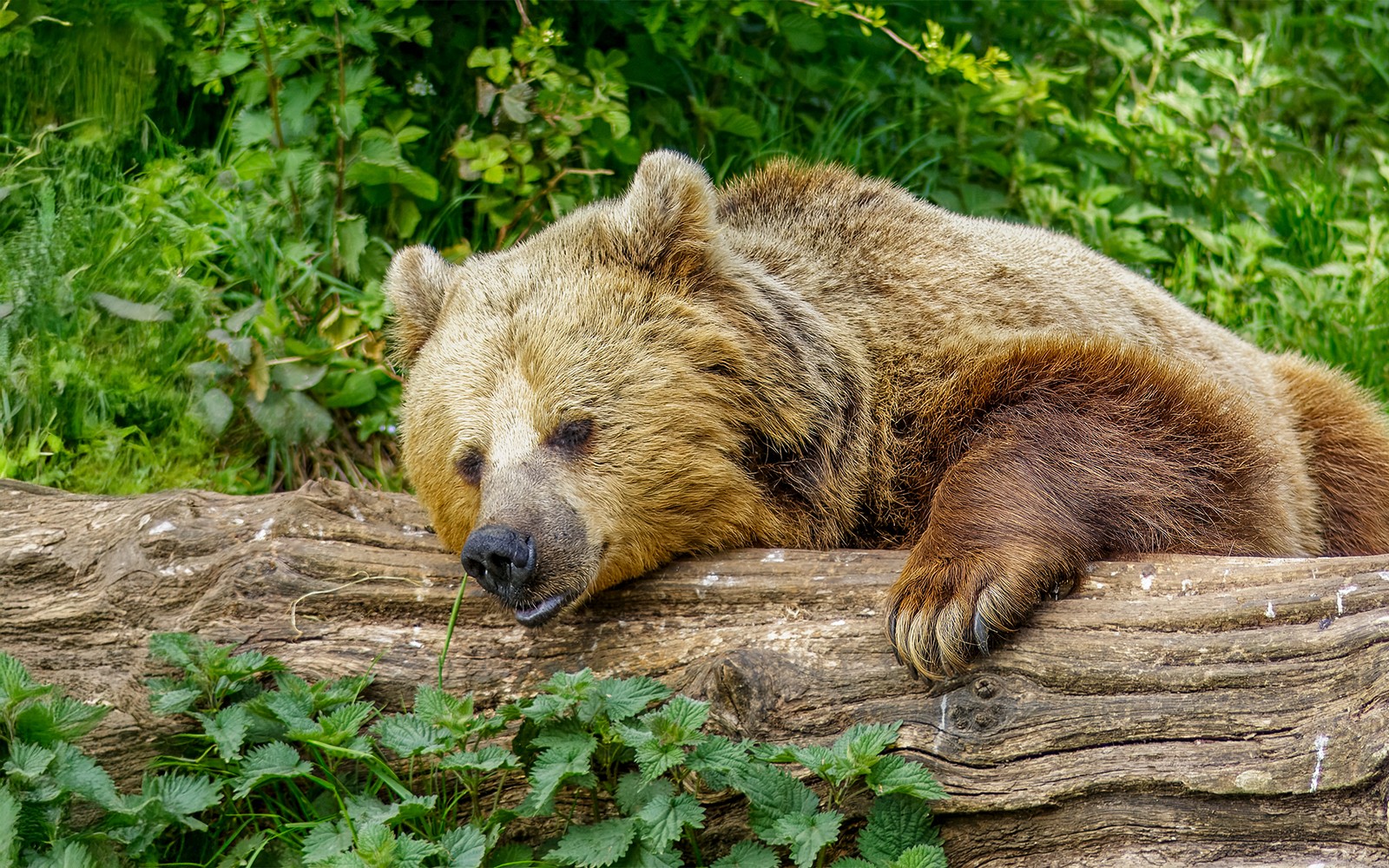 Whipsnade Zoo Entrance Tickets — gallery 1