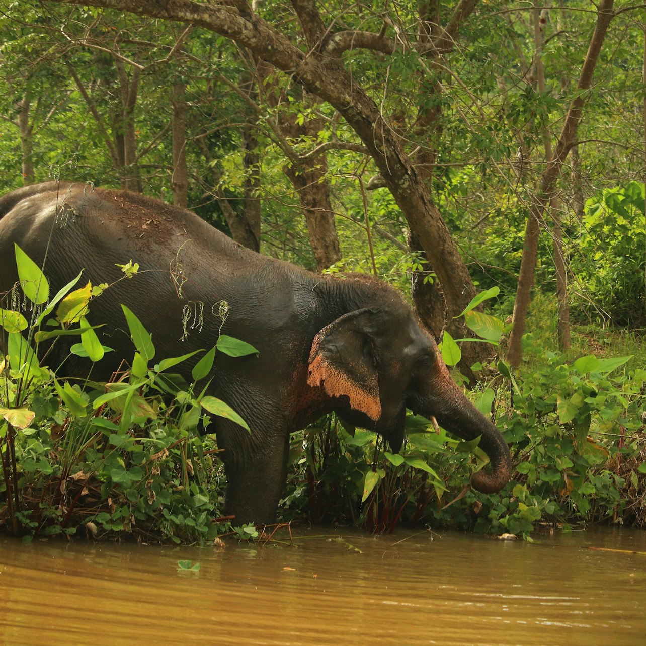 Hidden Forest Elephant Reserve: Guided Tour + Roundtrip Transport