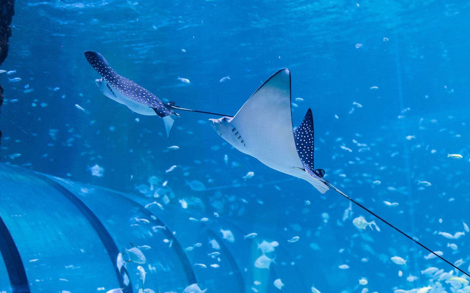 National Aquarium Abu Dhabi All Access Pass Tickets