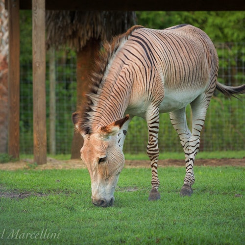 Wild Florida Gator Park Admission — gallery 3