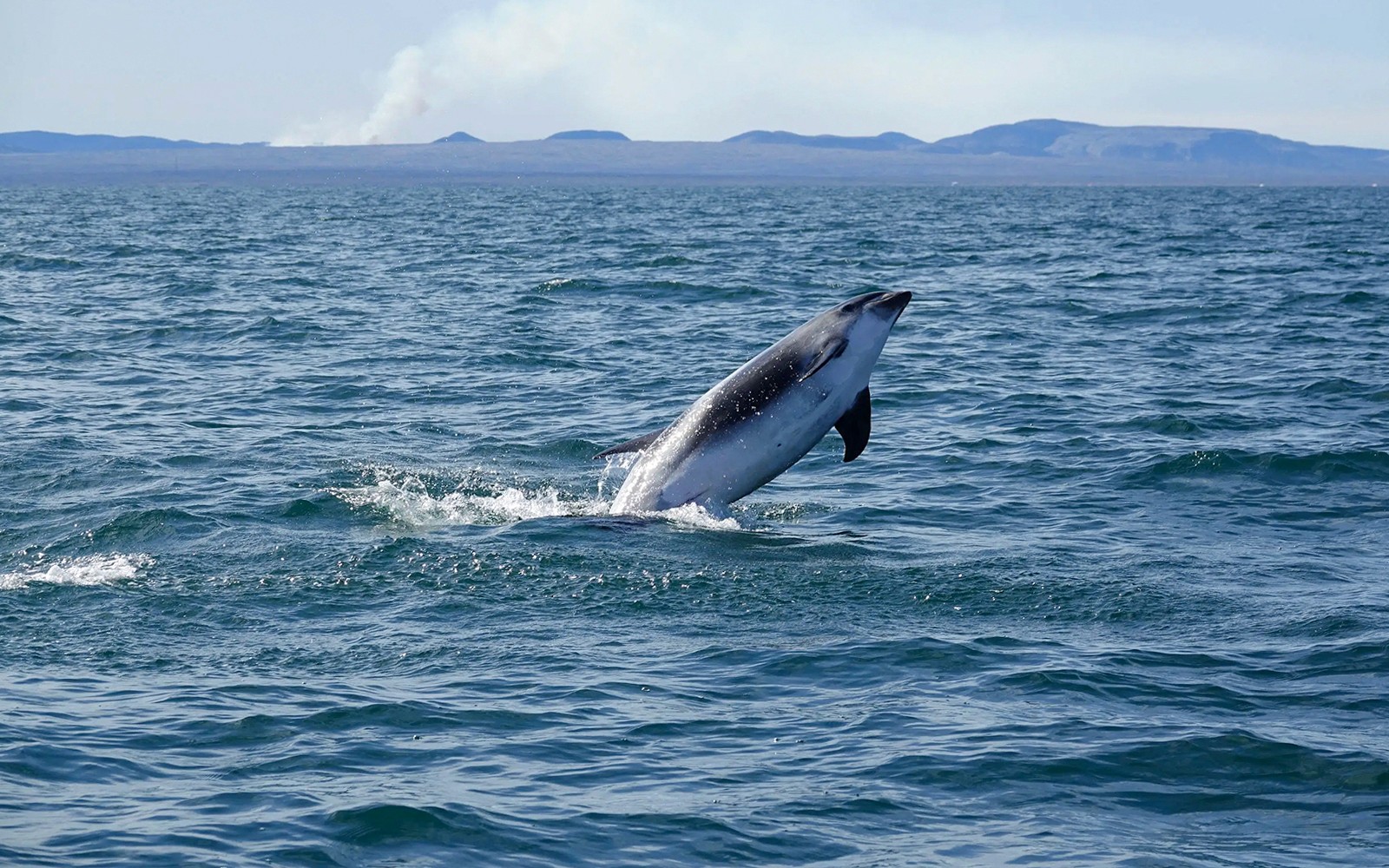 Reykjavik: Whale Watching Boat Tour — gallery 2