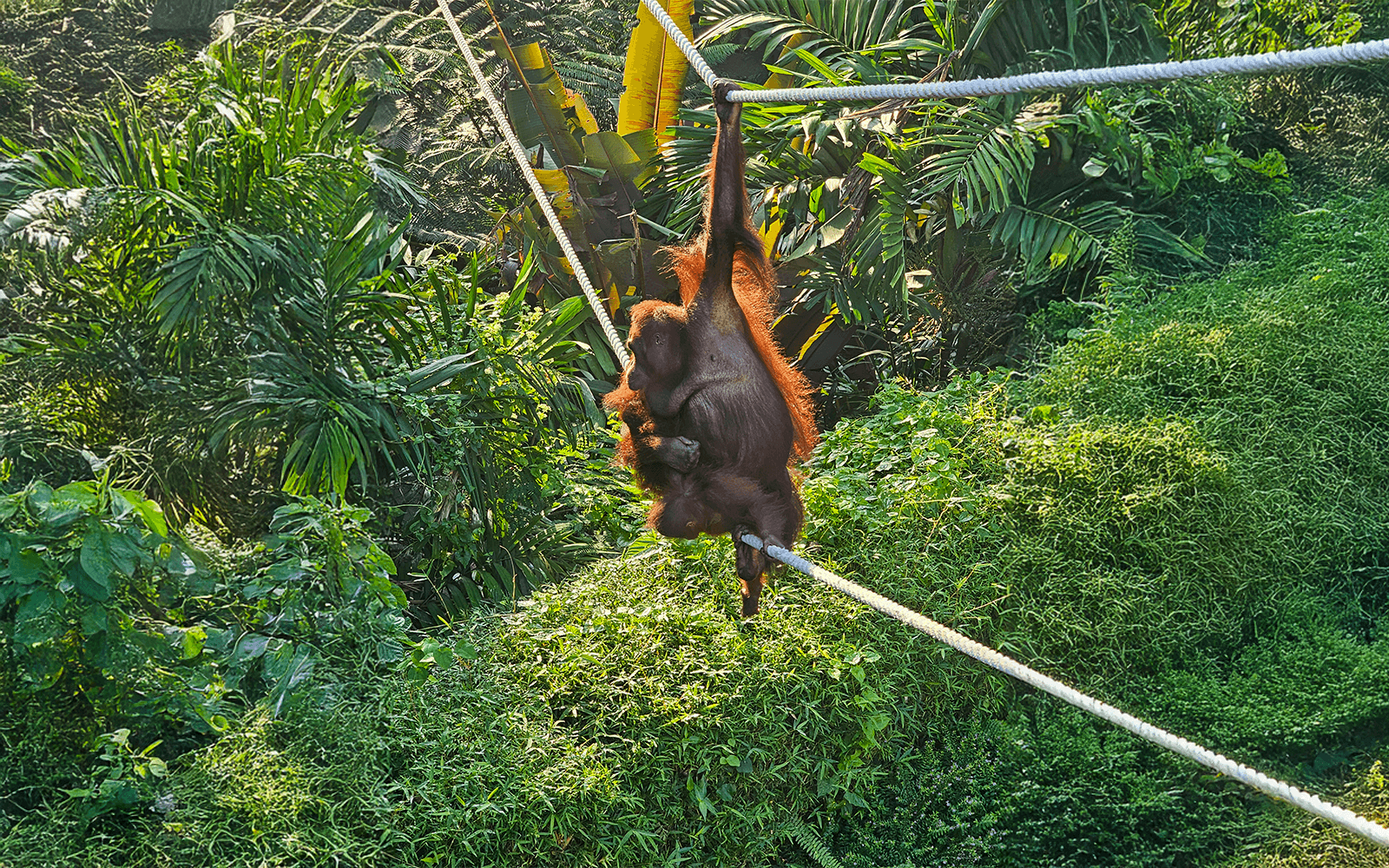 Bali Zoo Entry Tickets — gallery 2