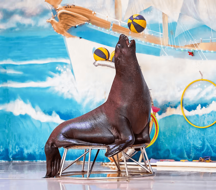 Dubai Dolphinarium: Dolphin and Seal Show — gallery 4