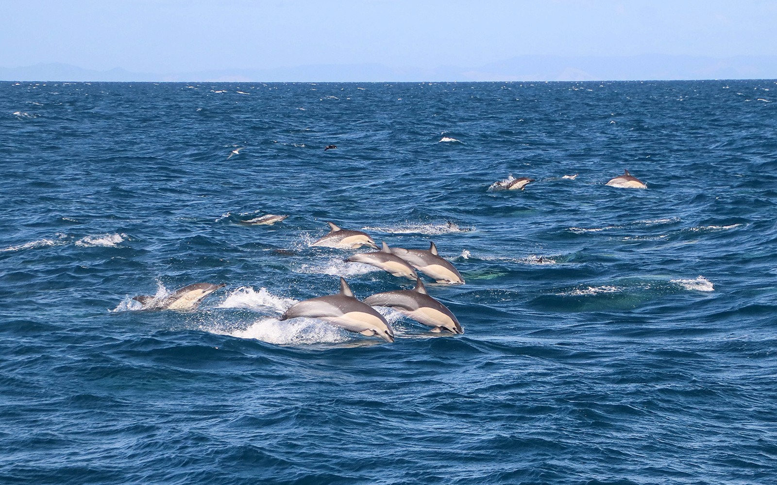 Half-Day Whale and Dolphin Safari Cruise from Auckland