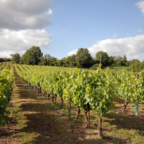 Albi, Cordes-sur-Ciel & Gaillac: Guided Tour from Toulouse + Wine Tasting — gallery 3