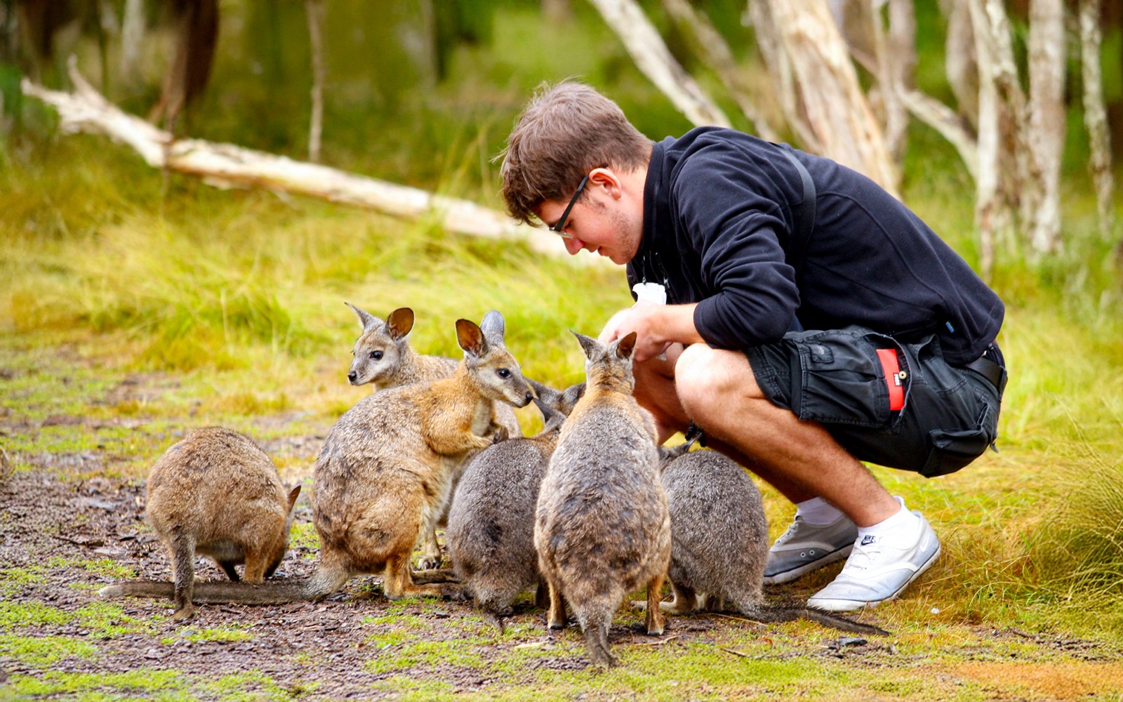 From Melbourne: Brighton Beach, Moonlit Sanctuary & Phillip Island Day Trip with Penguin Parade