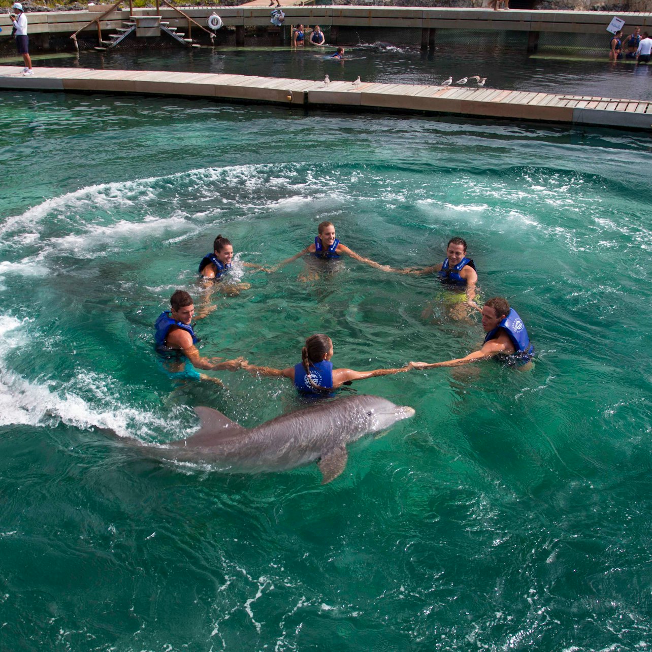 Delphinus Xcaret: Swim with Dolphins