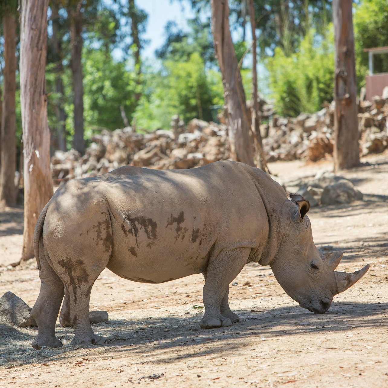 Zoo Santo Inácio: Skip The Line Ticket — gallery 1