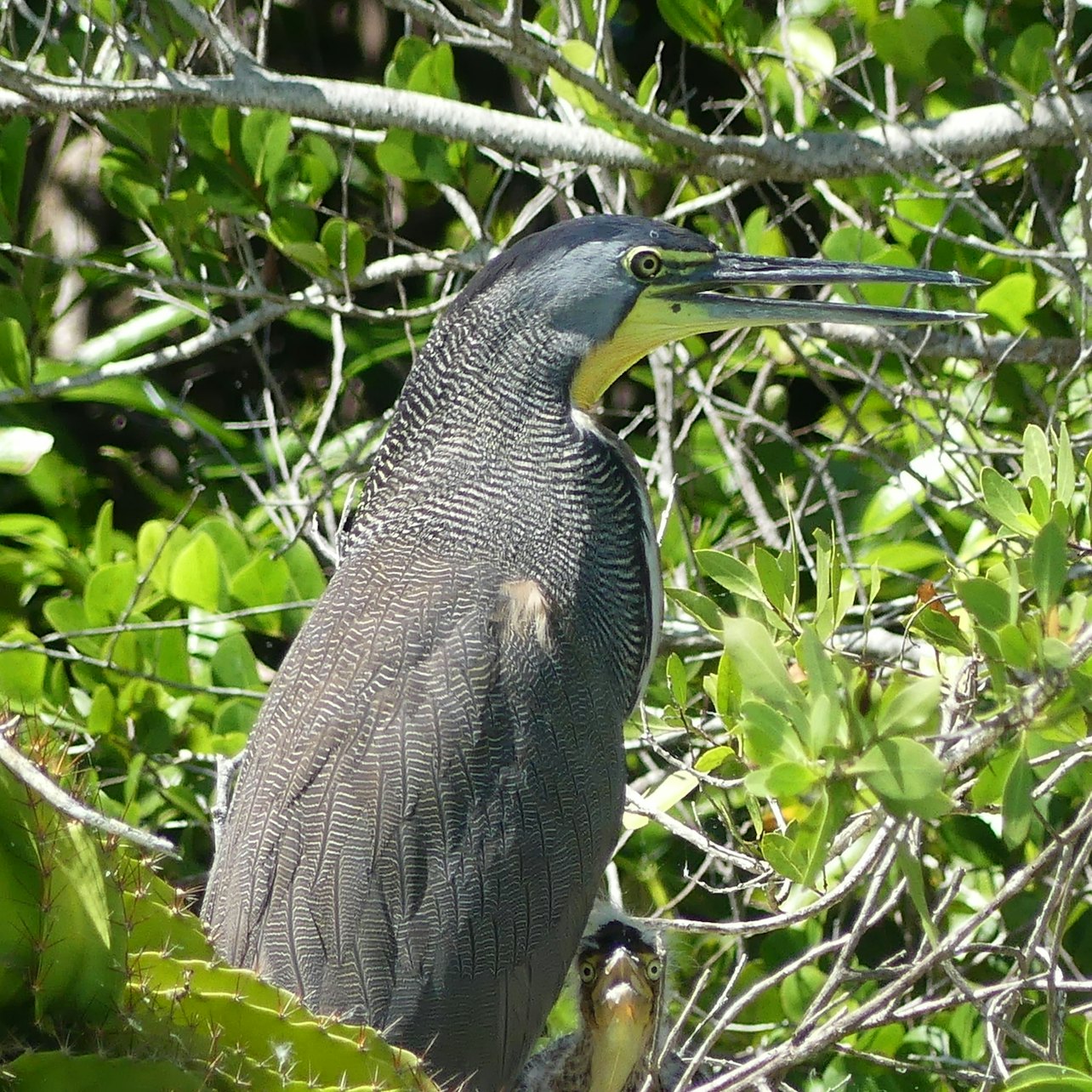Muyil: Guided Bird Watching Tour + Breakfast + Transfer