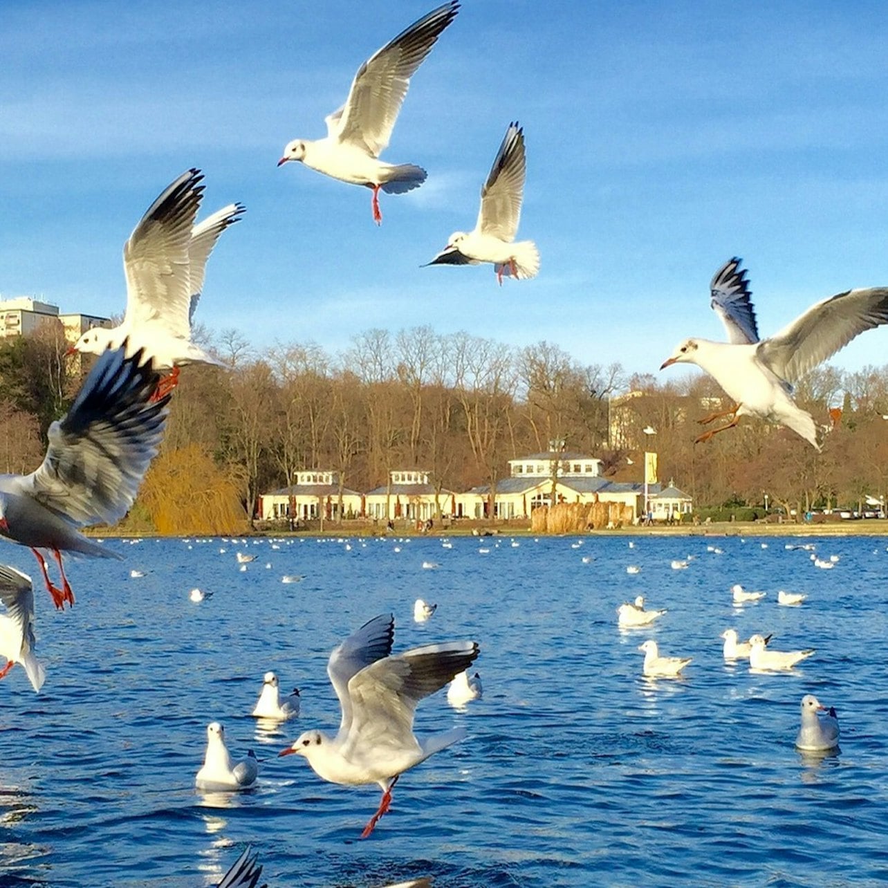 Hamburg Bike Tour: Outer Alster Lake