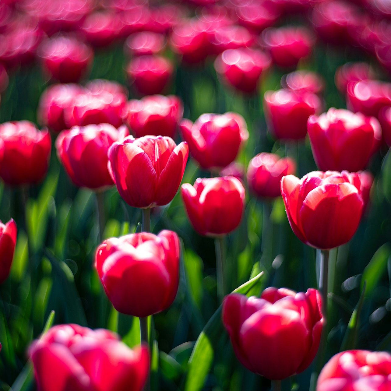 Keukenhof: Entry + Roundtrip Bus Transfer from A’dam Tower